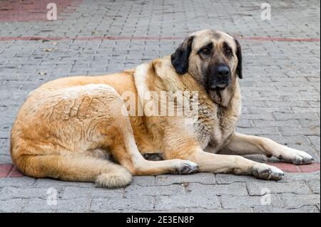 Primo piano del cane Pastore Anatoliano, sdraiato a terra. Messa a fuoco selettiva Foto Stock