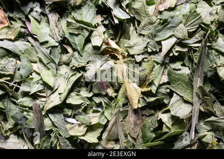 alcune foglie di prezzemolo tritate e secche Foto Stock