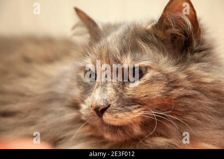 Primo piano di un gatto grigio dai capelli lunghi che riposa su un letto Foto Stock
