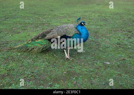 Bella piuma blu su verde erba d'inverno, grande uccello selvaggio camminare orgogliosamente nel parco immagine di sfondo naturale, creatura selvaggia con punto occhio Foto Stock