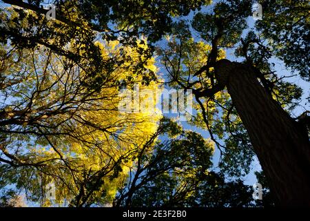 Un forte cielo blu d'autunno alto sopra una tettoia di legno di betulla illuminata dal sole; corone verdi a foglie tornanti sulla cima di quercia snella e alberi di cenere condividono l'interno del bosco Foto Stock