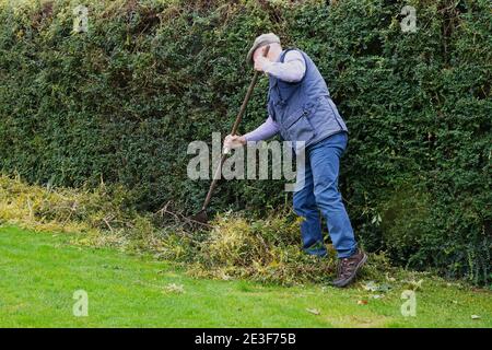 Un uomo che rastrellano foglie e siepi in giardino Foto Stock