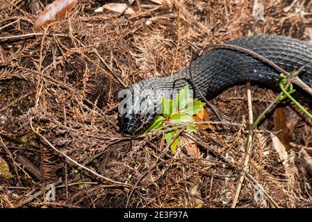 Copeland, Florida. Fakahatchee Strand state Preserve Park. Serpente d'acqua a fasce 'Nerodia fasciata' nelle Everglades. Foto Stock