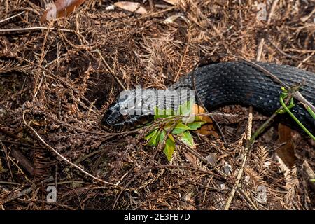 Copeland, Florida. Fakahatchee Strand state Preserve Park. Vista ravvicinata di un serpente d'acqua 'Nerodia fasciata' nelle Everglades. Foto Stock