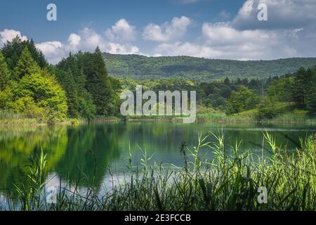Bellissimo lago color smeraldo circondato da alte canne e verde lussureggiante foresta, Plitvice Lakes National Park patrimonio mondiale dell'UNESCO in Croazia Foto Stock