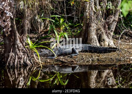 Copeland, Florida. Fakahatchee Strand state Preserve. Giovane alligatore americano 'alligatore missisippiensis' crogiolandosi al sole in eterno Foto Stock