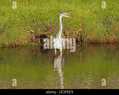 Wading giovane grigio Heron (Ardea cinerea) con piumaggio immaturo inghiottire piccoli pesci appena catturati in remoto upland ruscello in Cumbria, Inghilterra, Regno Unito Foto Stock