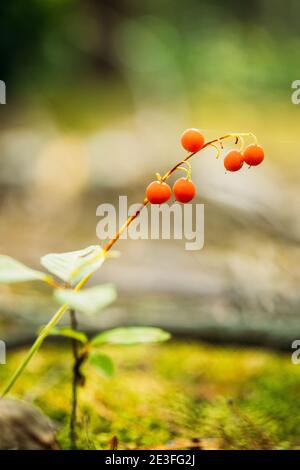 Red Berries di Lily di Valle pianta in autunno foresta. Bacche velenose Foto Stock