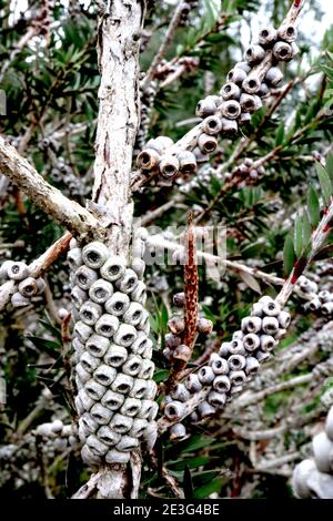 Cialde di semi di Callistemon virinalis piangenti cialde di semi di Bottlebrush – cialde di semi circolari raggruppate lungo i gambi, gennaio, Inghilterra, Regno Unito Foto Stock