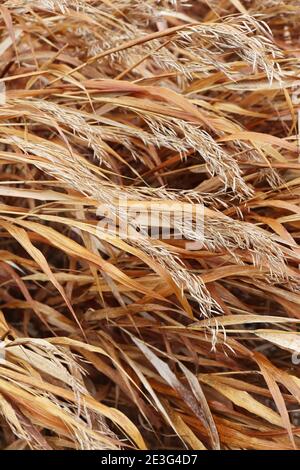 Phragmites australis subsp. Australis Common Reed – foglie e fiori invernali a cascata Gennaio, Inghilterra, Regno Unito Foto Stock