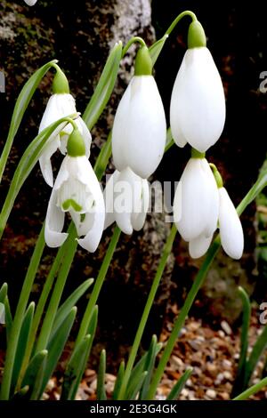 Galanthus elwesii Giant Snowdrop – fiori bianchi a forma di campana con marchiatura verde simile ai baffi, gennaio, Inghilterra, Regno Unito Foto Stock