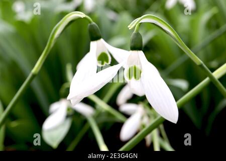 Galanthus nivalis Snowdrops – fiori bianchi a forma di campana con cuore verde capovolto, gennaio, Inghilterra, Regno Unito Foto Stock