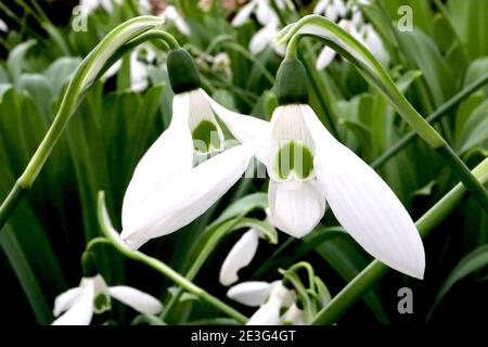 Galanthus nivalis Snowdrops – fiori bianchi a forma di campana con cuore verde capovolto, gennaio, Inghilterra, Regno Unito Foto Stock