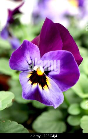 Viola cornuta ‘Sorbet denim jump up’ Pansy tufted di Borgogna e lilla con blotch nero centrale gennaio, Inghilterra, Regno Unito Foto Stock