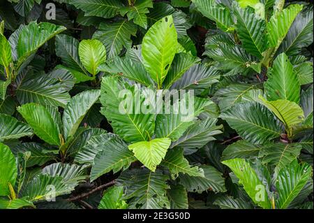 folto fogliame verde nella foresta pluviale Foto Stock