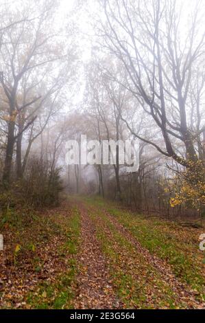 Nebbia in un giorno in autunno vicino Ommen, Paesi Bassi Foto Stock