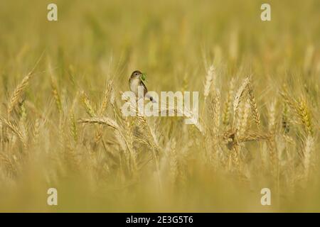 Zitting Cisticola (Cisticola juncidis) adulto con cavalletta in fattura seduta su spighe di grano in campo di cereali, Andalusia, Spagna Foto Stock