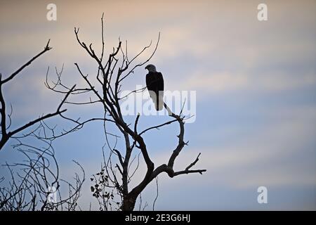 Aquila calva su un albero calvo - Sacramento NWR Foto Stock