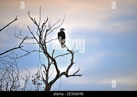 Aquila calva su un albero calvo - Sacramento NWR Foto Stock