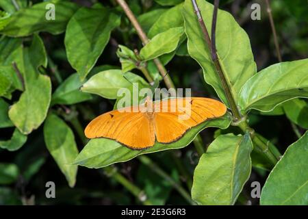 Napoli, Florida. Giardino Botanico di Napoli. Julia Heliconian farfalla, Dryas iulia poggiato su foglia di pianta di macchia d'artificio. Foto Stock