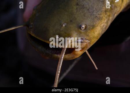 Roma, Roma, Italia. 15 marzo 2019. Come il pesce d'acqua dolce più grande del continente, il gigante 'Wels' Catfish si colloca in cima alla catena alimentare. La sua invincibilità è dovuta alla presenza sui lati della bocca di barbelle, appendici cutanee con funzione sensoriale. Grazie ai barbi, il Silurus glanis può identificare la sua preda sia al buio che in presenza di elevata torbidità. Credit: Luigi vantaggiato/ZUMA Wire/Alamy Live News Foto Stock