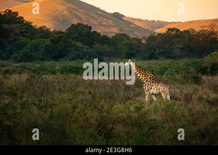La giraffa in Sud Africa Foto Stock