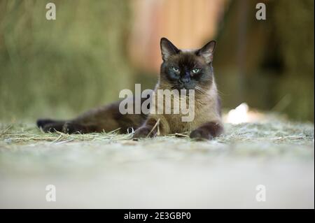 marrone chiaro e nero fuzzy gatto appeso in un fienile Foto Stock