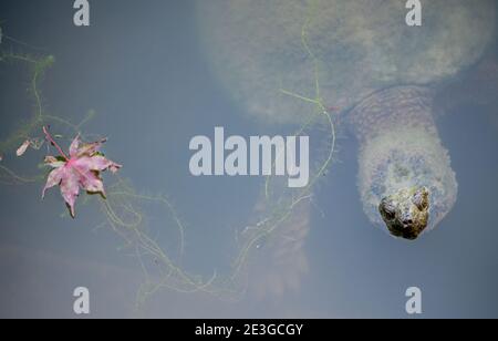 Una tartaruga che si agguantano sott'acqua con un fiore rosa Foto Stock