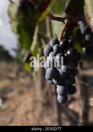 Bel mazzo di uve rosse appese alla pianta dentro Mendoza Argentina Foto Stock