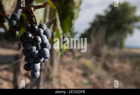 Bel mazzo di uve rosse appese alla pianta dentro Mendoza Argentina Foto Stock