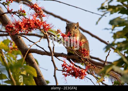 Primo piano Squirrel stava mangiando un fiore rosso mentre perching Su una filiale Foto Stock