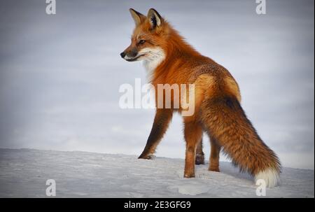 Vista posteriore volpe rossa Vulpes vulpes isolato su sfondo bianco con la caccia alla coda boscata attraverso la neve appena caduta in Algonquin Park in Canada. Rosso Foto Stock