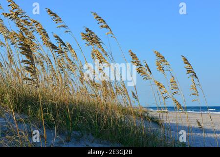 Una vista serena dell'erba marina che copre le dune in primo piano con un lontano Oceano Atlantico sulla spiaggia di Fernandina, sull'isola di Amelia, FL Foto Stock