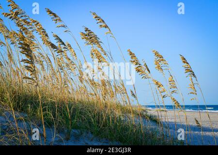 Una vista serena dell'erba marina che copre le dune in primo piano con un lontano Oceano Atlantico sulla spiaggia di Fernandina, sull'isola di Amelia, FL Foto Stock