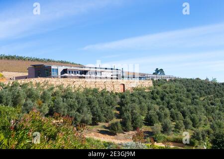 Azienda vinicola, Stellenbosch, Cape Winelands, Sud Africa si compone di edificio e vista su oliveto Foto Stock