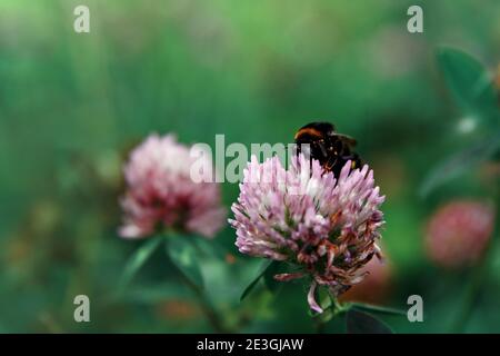 Shaggy bumblebee raccoglie nettare da fiore rosa trifoglio. Messa a fuoco selettiva Foto Stock