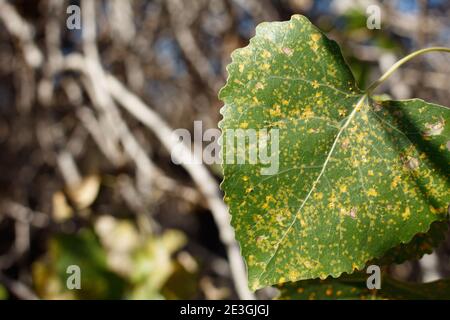 Semplici foglie di deltoide alternate, Western Cottonwood, Populus Fremontii, Salicaceae, albero nativo, Bluff Creek Trail, South California Coast, Inverno. Foto Stock