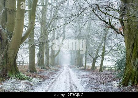 Fagus sylvatica. Alberi di faggio lungo una pista nella nebbiosa neve di gennaio. Swerford, Cotswolds, Oxfordshire, Inghilterra Foto Stock