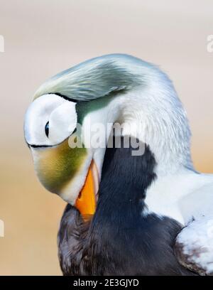 Eider uomo con occhiali in Alaska Foto Stock