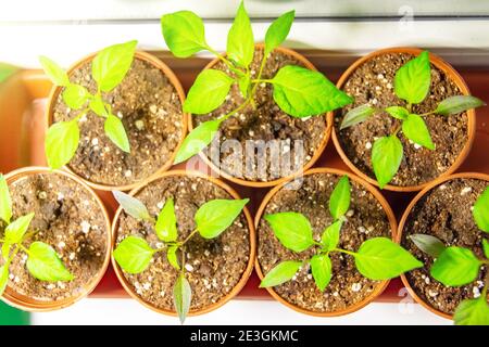 Piantine di verdure pepe dopo la raccolta in piccoli vasi, tecnologia agricola coltivando piantine sotto illuminazione artificiale per piantare in serra Foto Stock