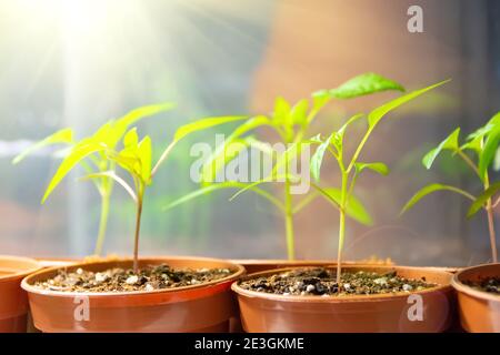 Piantine di verdure pepe dopo la raccolta in piccoli vasi, tecnologia agricola coltivando piantine sotto illuminazione artificiale per piantare in serra Foto Stock