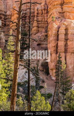 Alberi tra le formazioni rocciose di hoodoo del Bryce Canyon National Park, Utah, USA. Foto Stock