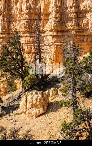 Alberi tra le formazioni rocciose di hoodoo del Bryce Canyon National Park, Utah, USA. Foto Stock