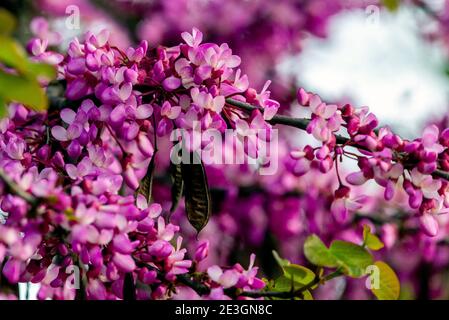 Cerci europei, o albero di Giuda, o scarlatto europeo. Primo piano di fiori rosa di Cercis siliquastrum. Cercis è un albero o arbusto, una specie del genu Foto Stock