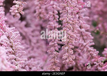 Bella fioritura Smallflower Tamarisk albero o Tamarix parviflora con fiori rosa. Foto Stock