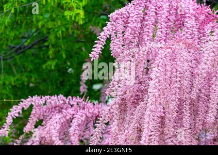 Bella fioritura Smallflower Tamarisk albero o Tamarix parviflora con fiori rosa. Foto Stock