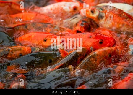 Primo piano di un grande gruppo di koi che vying per il cibo nello stagno Foto Stock