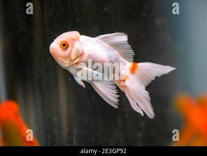 Primo piano di un bel pesce d'oro in una vasca di pesci Foto Stock