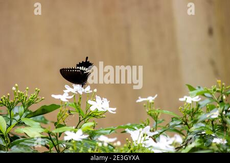 L'IMPOLLINAZIONE Foto Stock