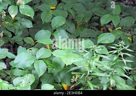 Poison Ivy, Toxicodendron radicans nella foresta Foto Stock